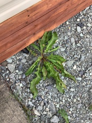 Dandelion (Taraxacum officinale)
