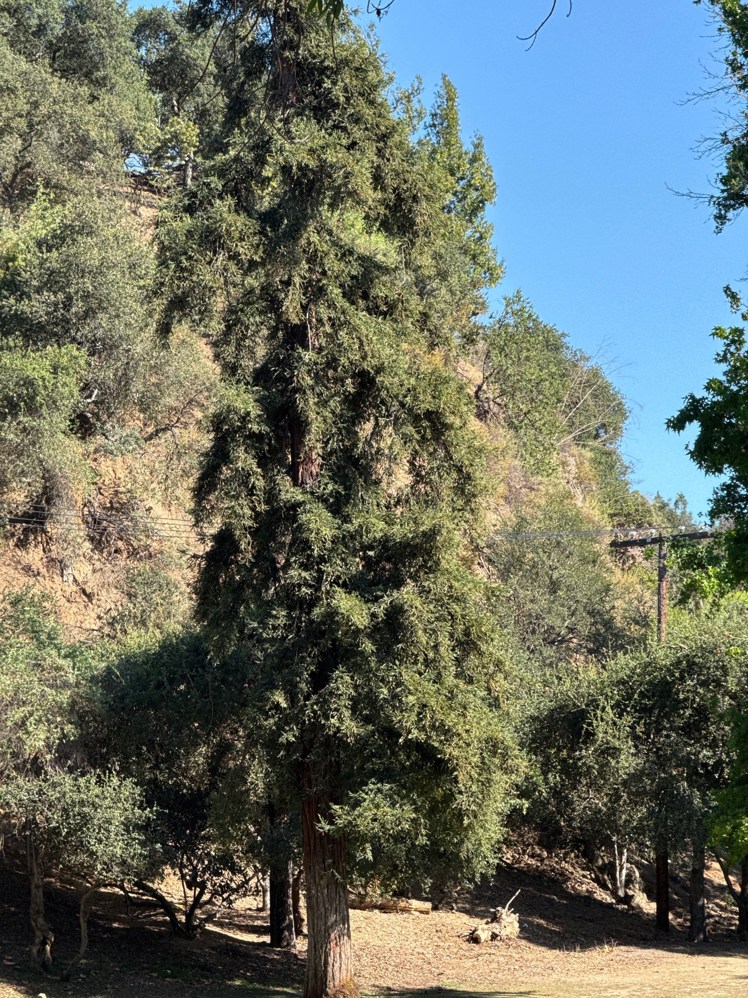 Coast Redwood