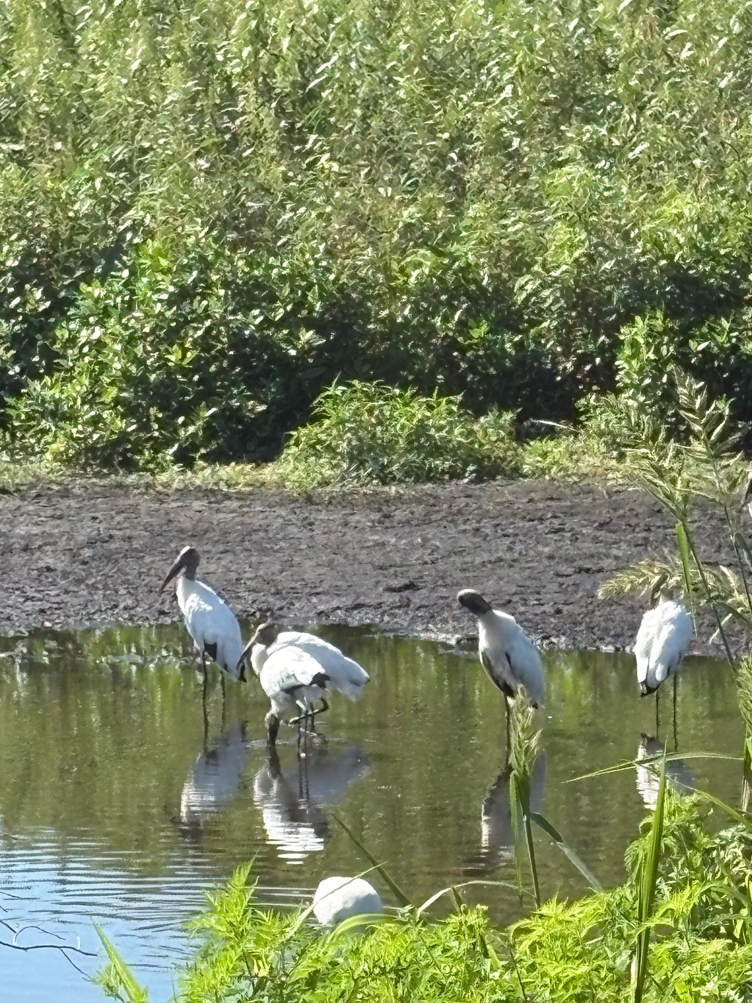 Wood Stork