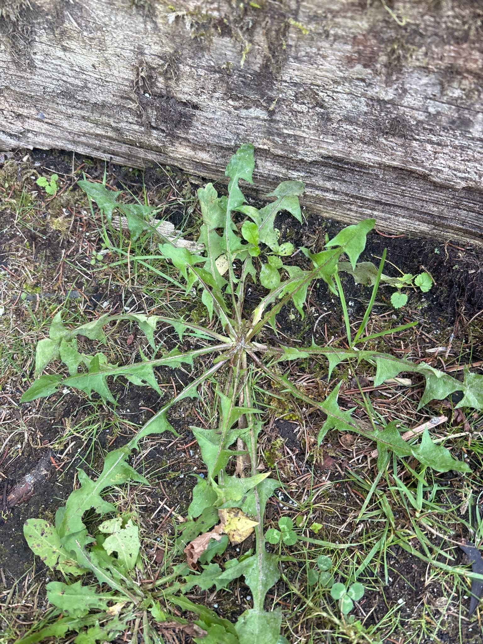 Dandelion