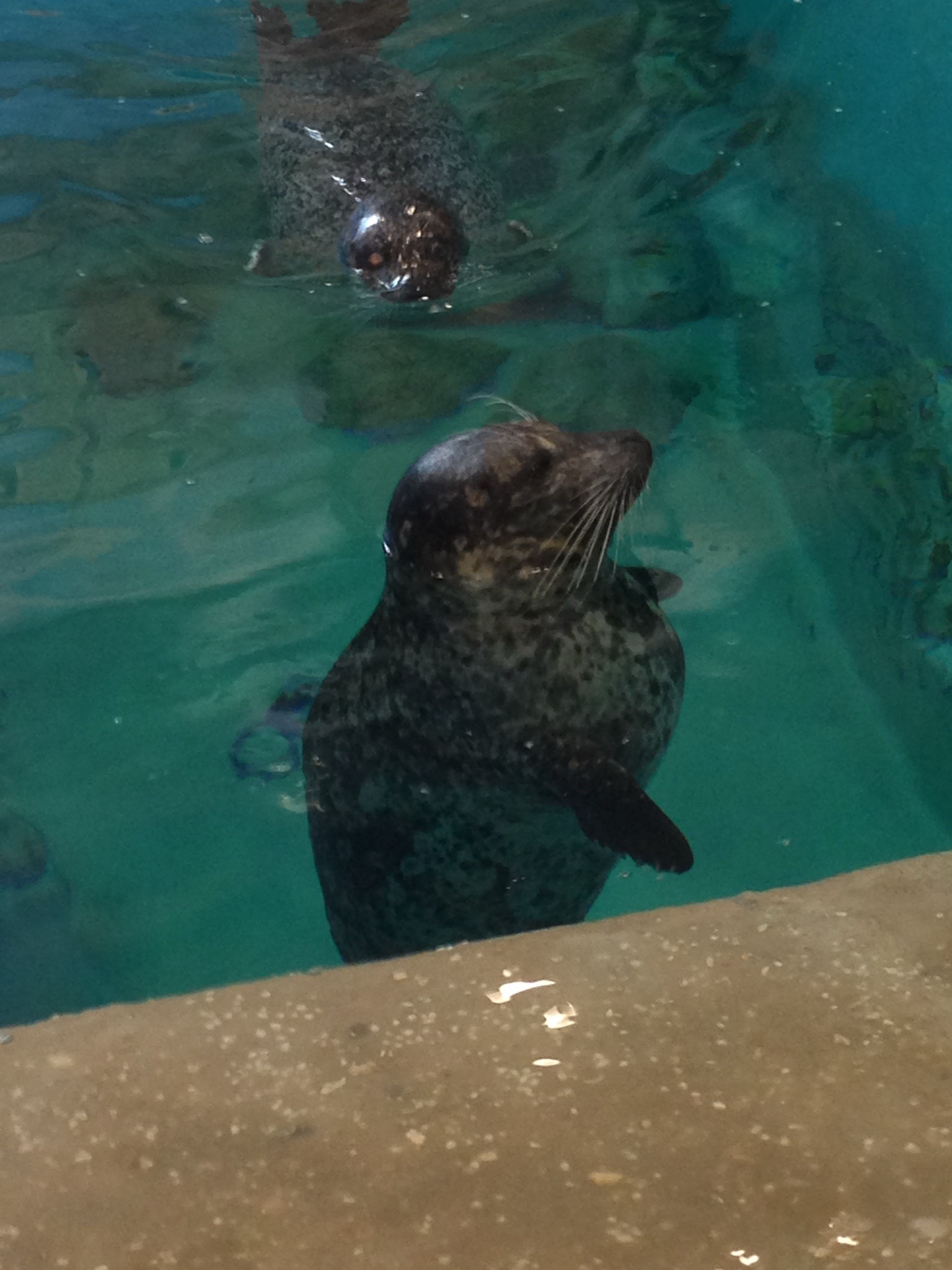 Harbor Seal
