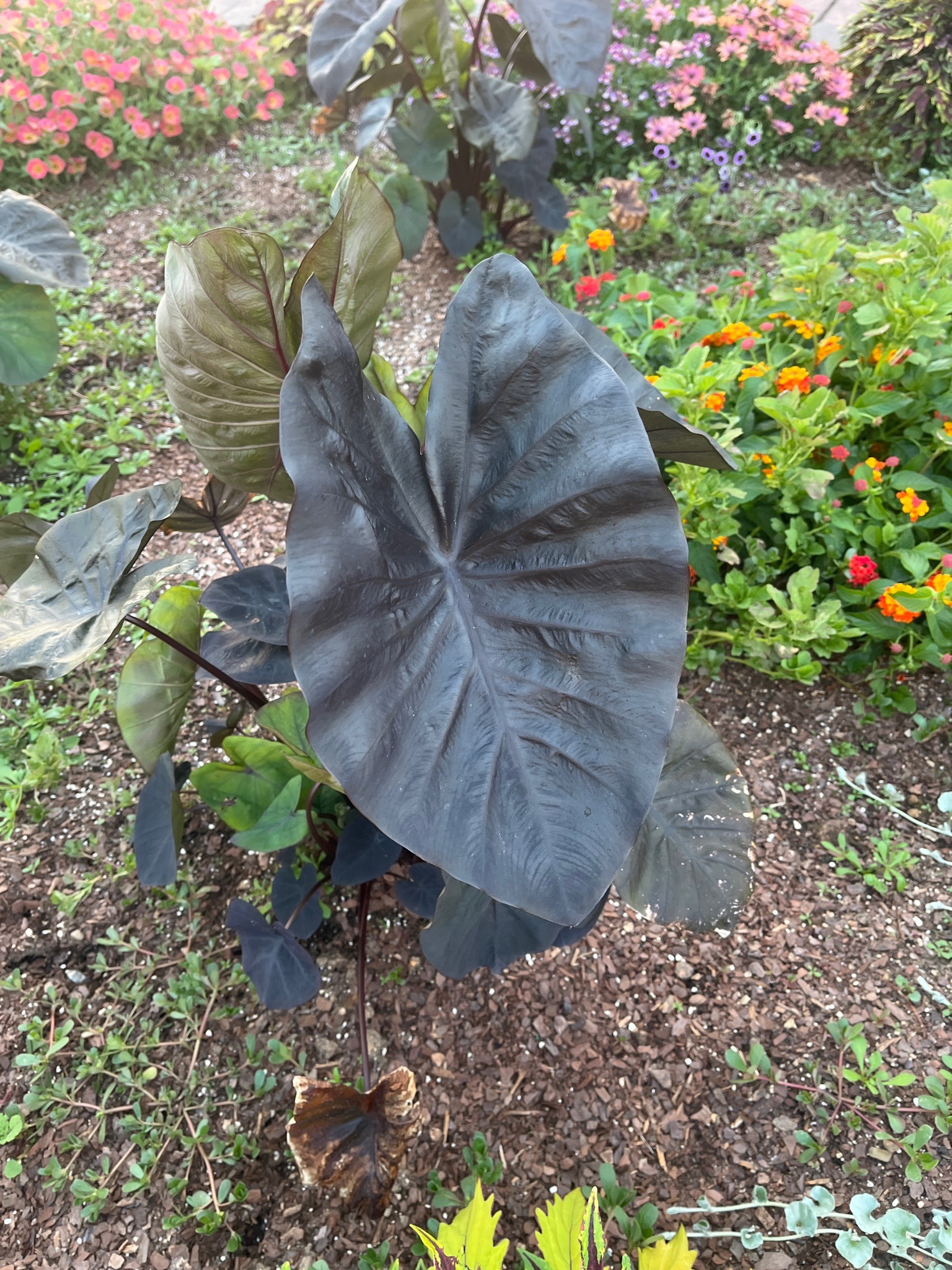 Elephant Ear 'Black Magic'