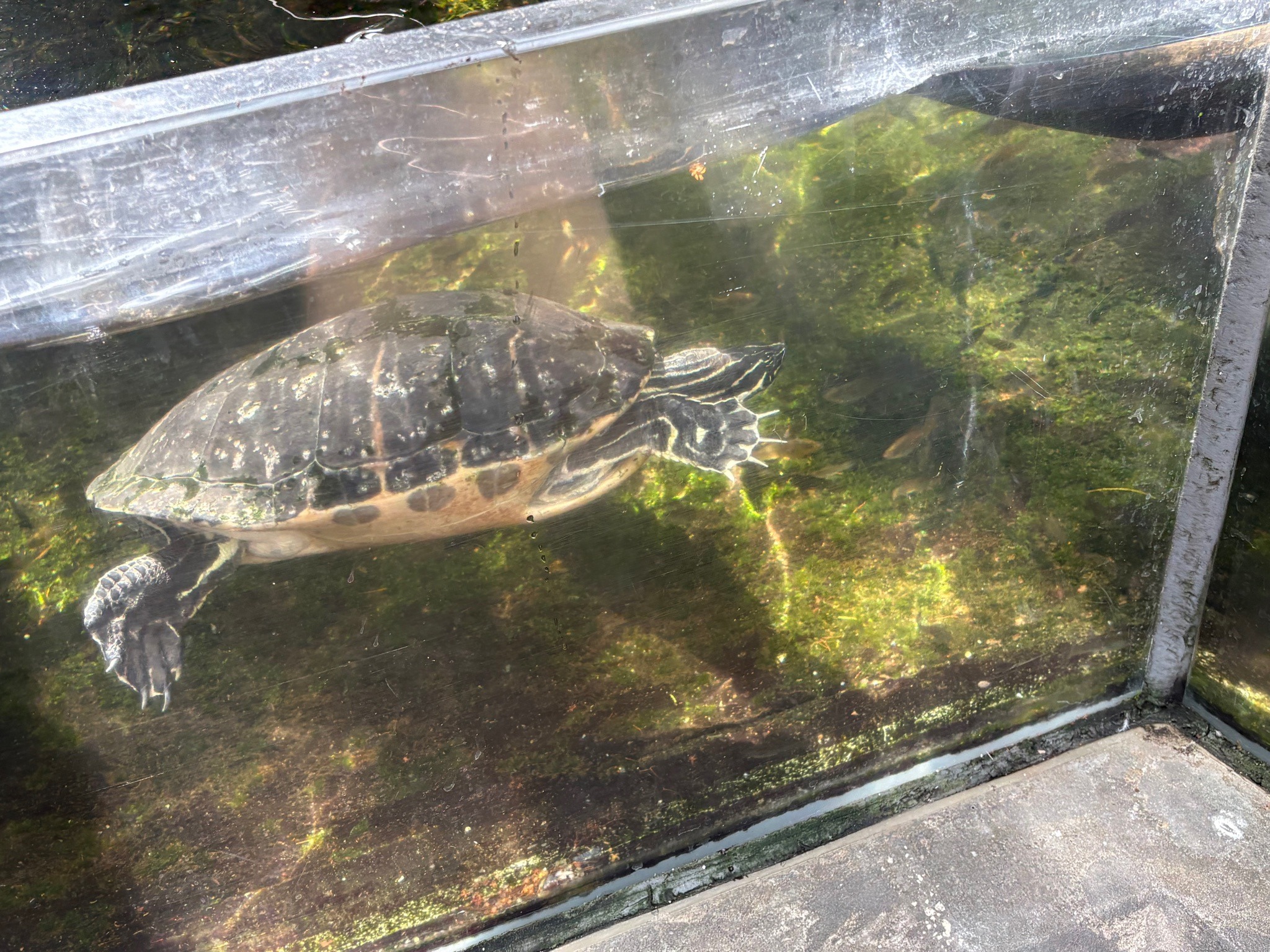 Yellow-bellied Slider