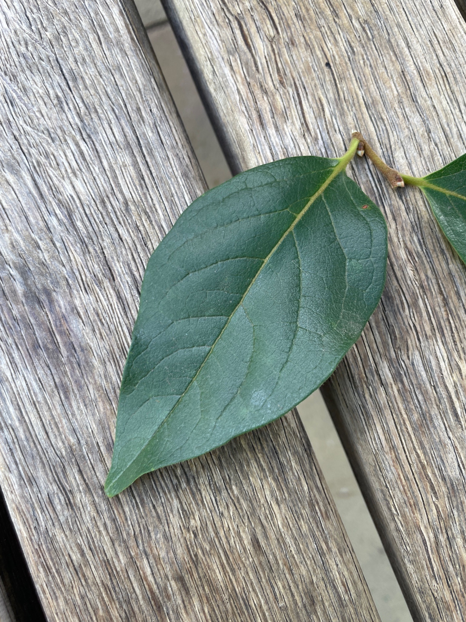 Persimmon Leaf