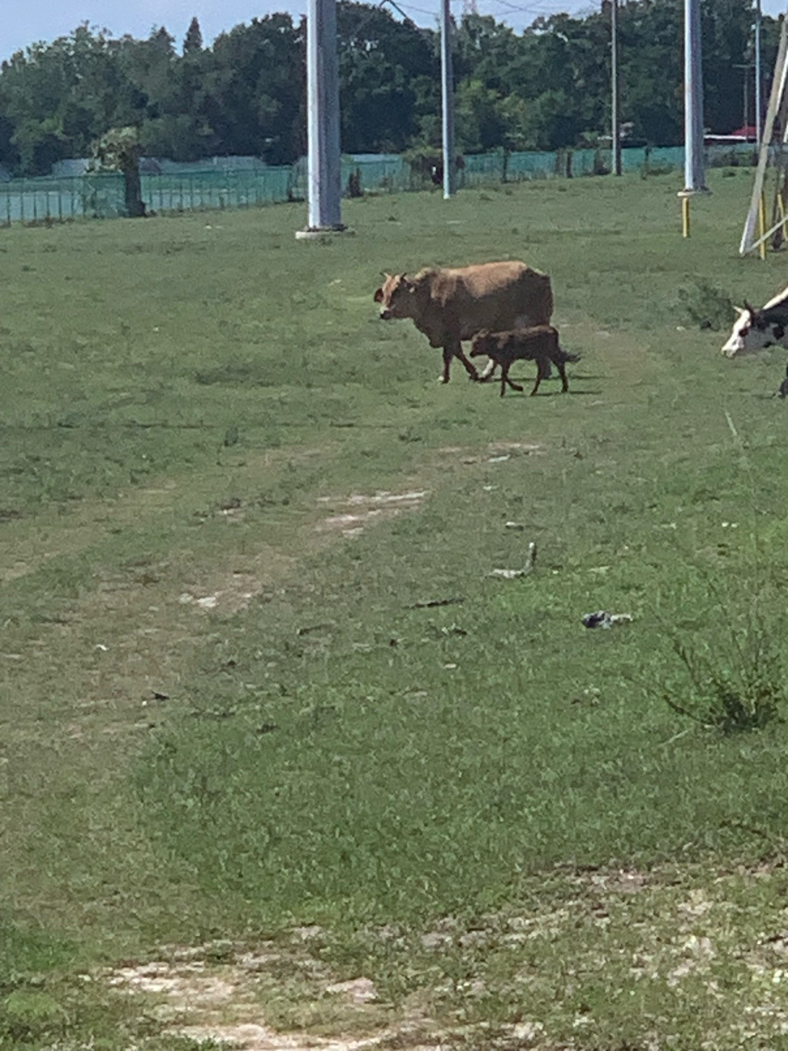 Cattle (Cow and Calf)