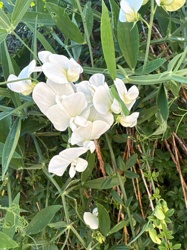 White Pea/Vetch Flowers