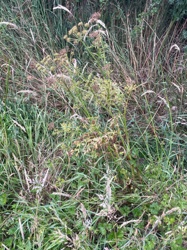 Wild Parsnip