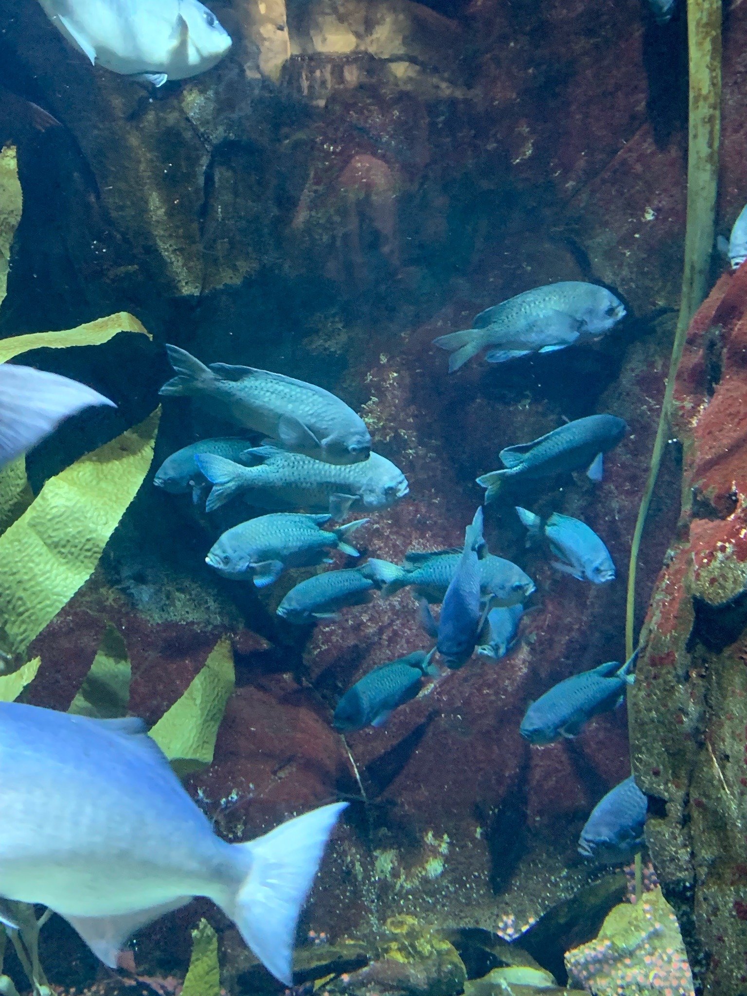 Blue Sea Chub