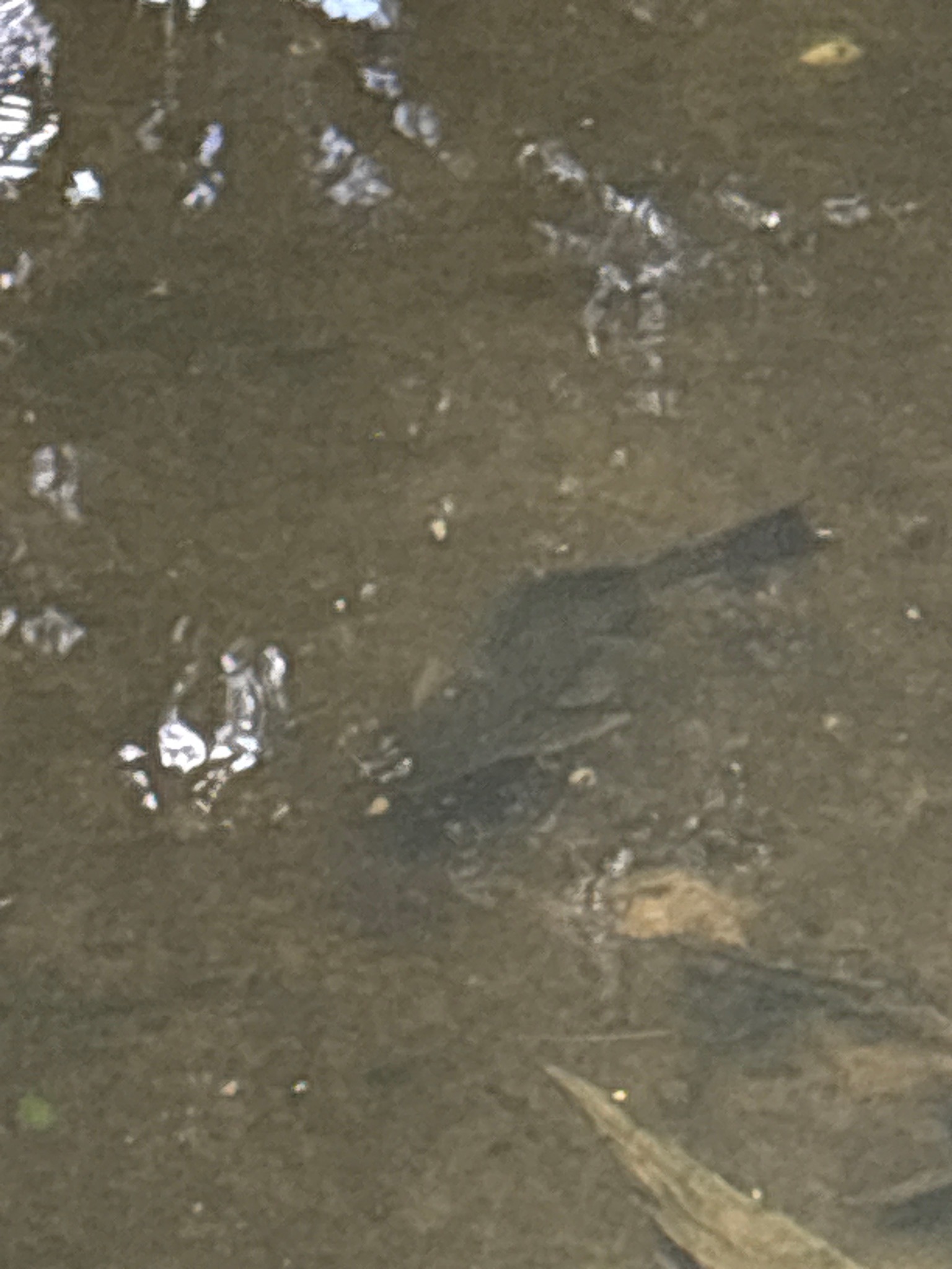 Sculpin
