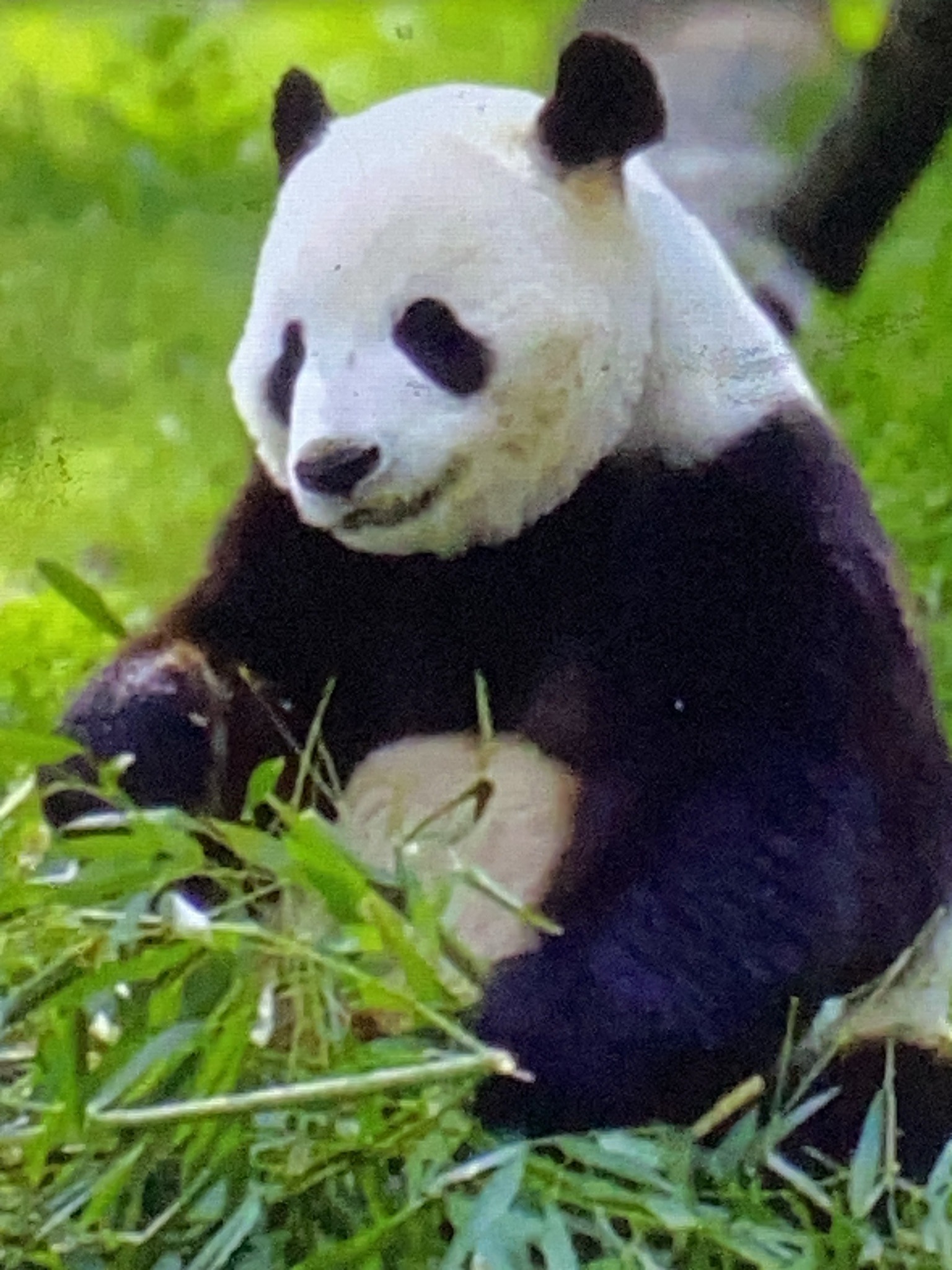 Giant Panda