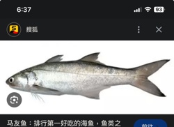 Threadfin Fish (Ma You Yu)