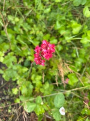 Coral Bells (Heuchera species)