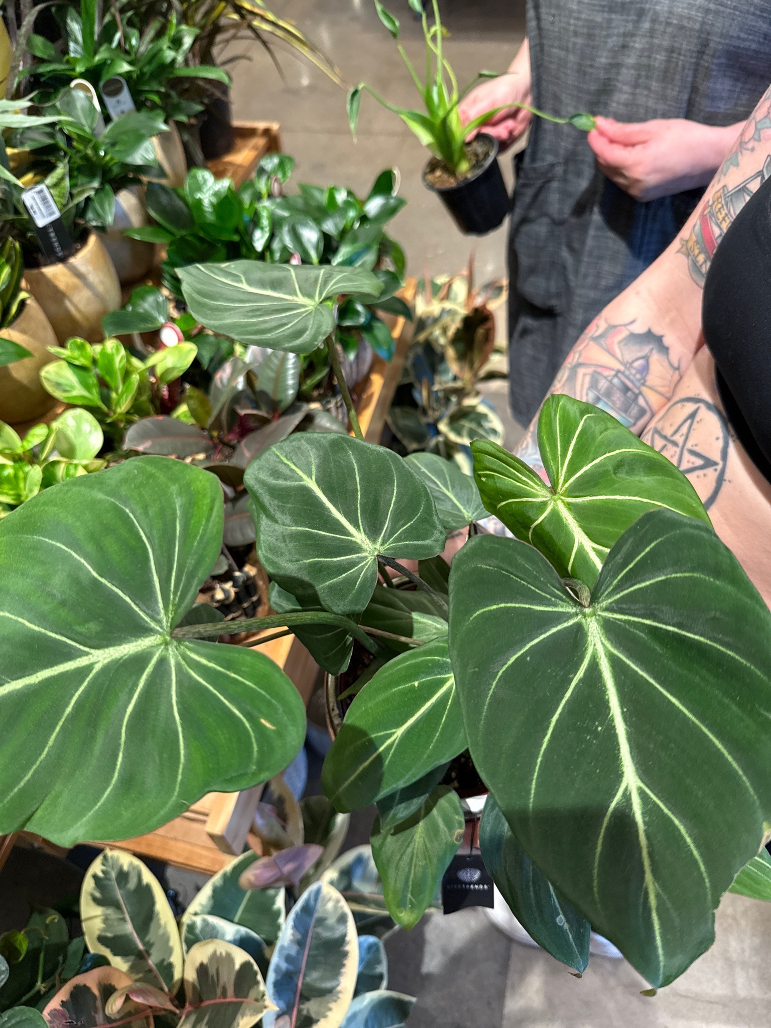 Philodendron gloriosum