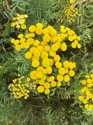Common Tansy