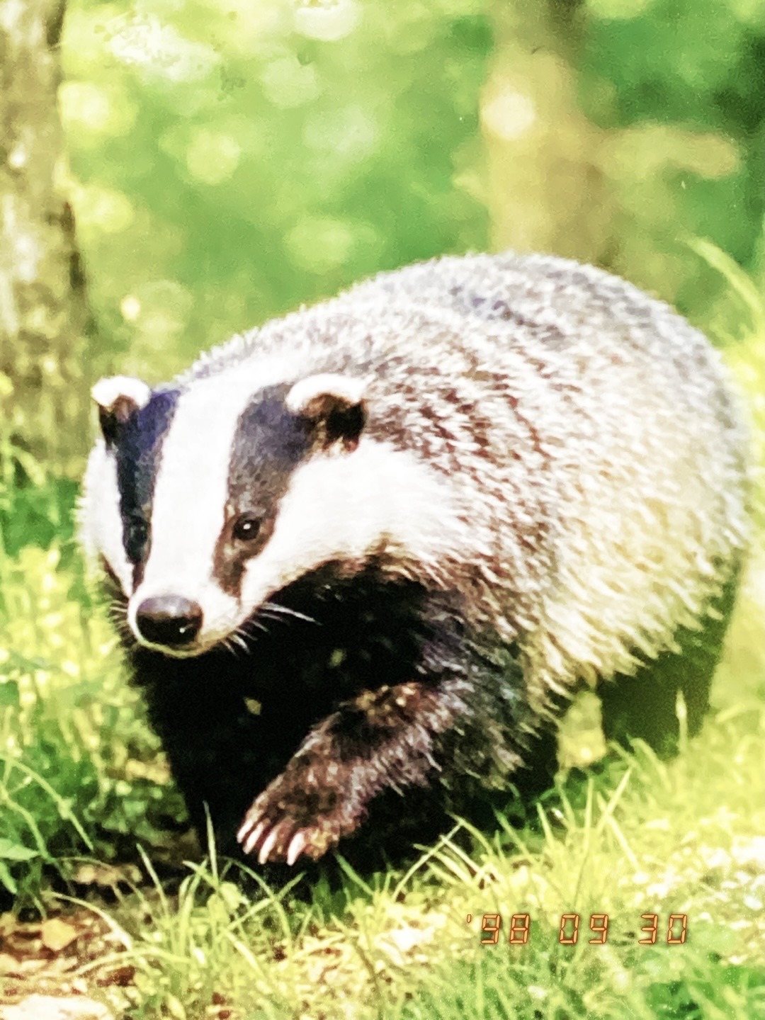 European Badger