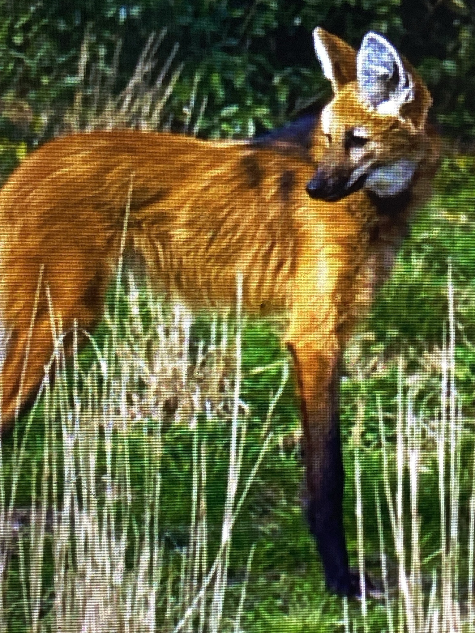 Maned wolf