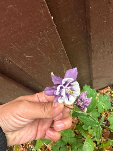 Columbine