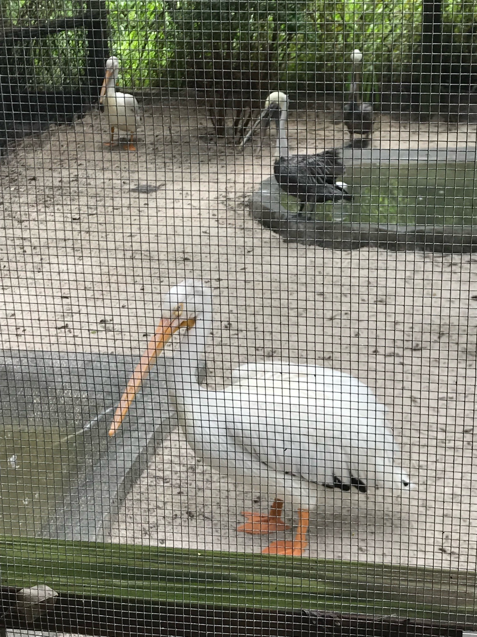 American White Pelican