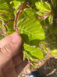 Beech