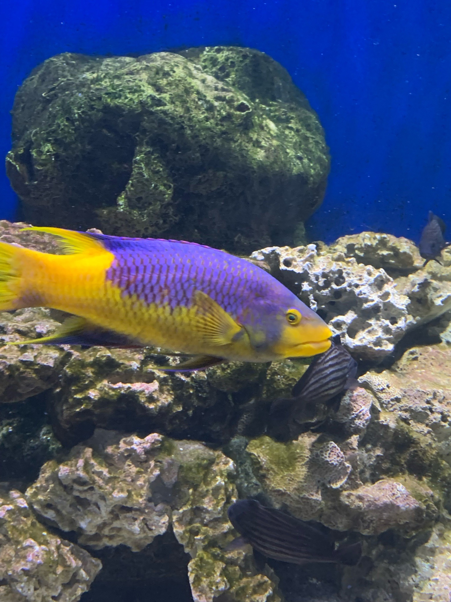 Spanish Hogfish