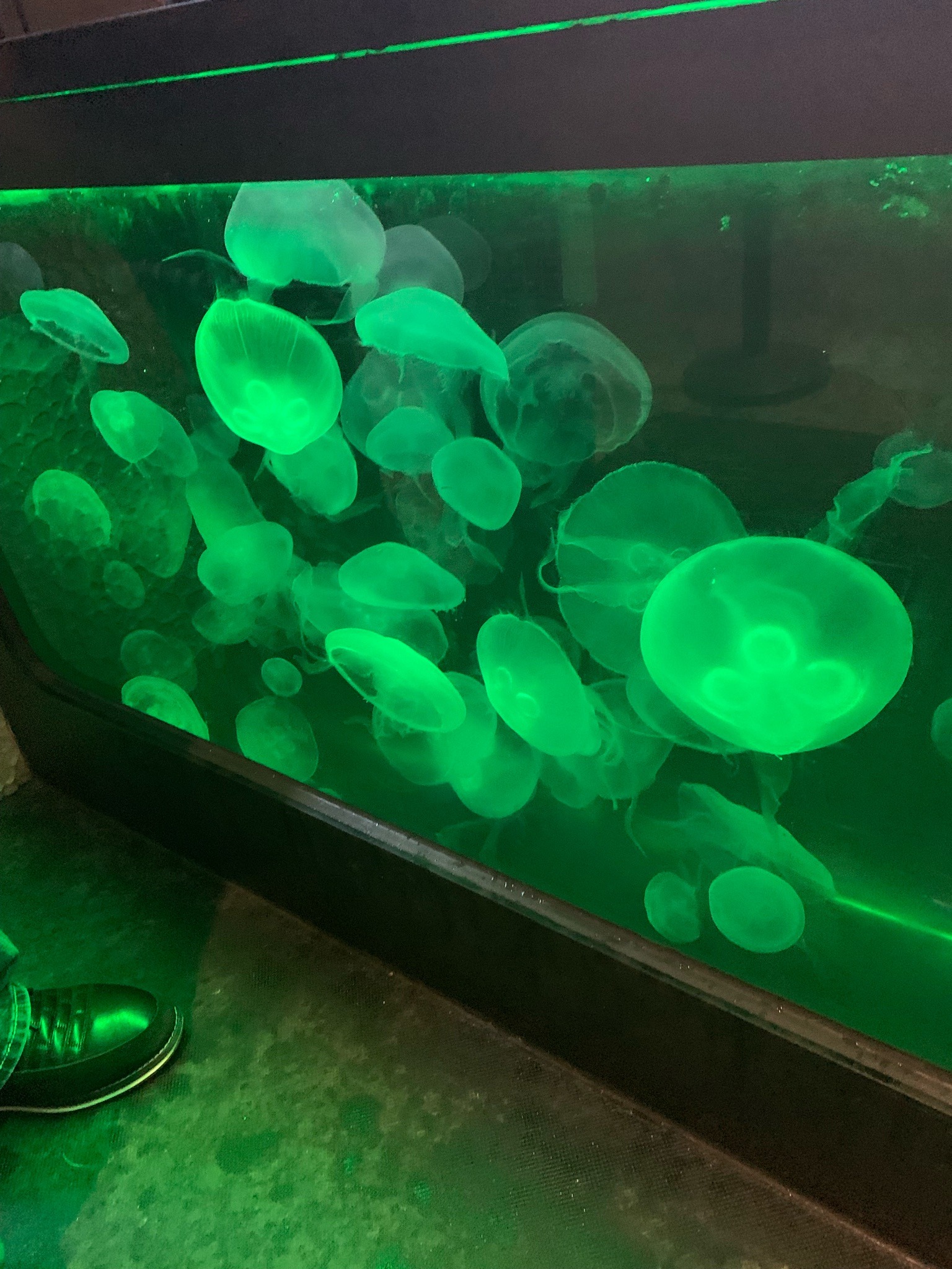 Moon Jellyfish