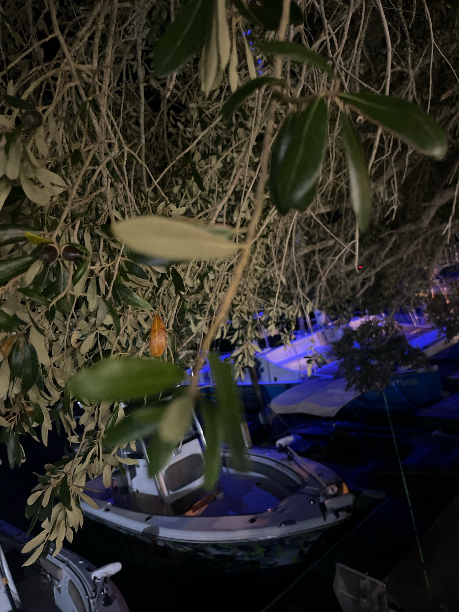 Olive Tree
