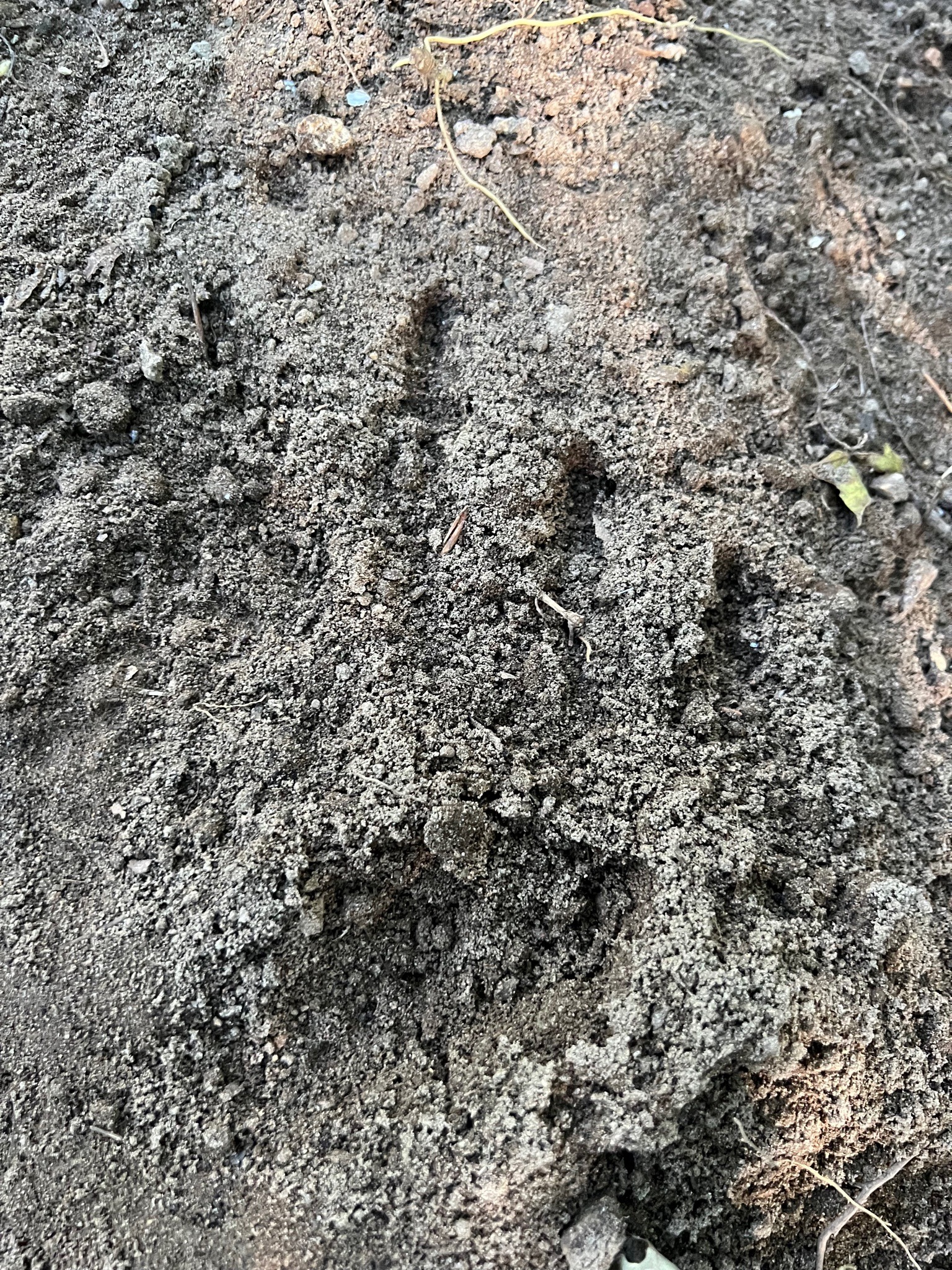 Animal Tracks