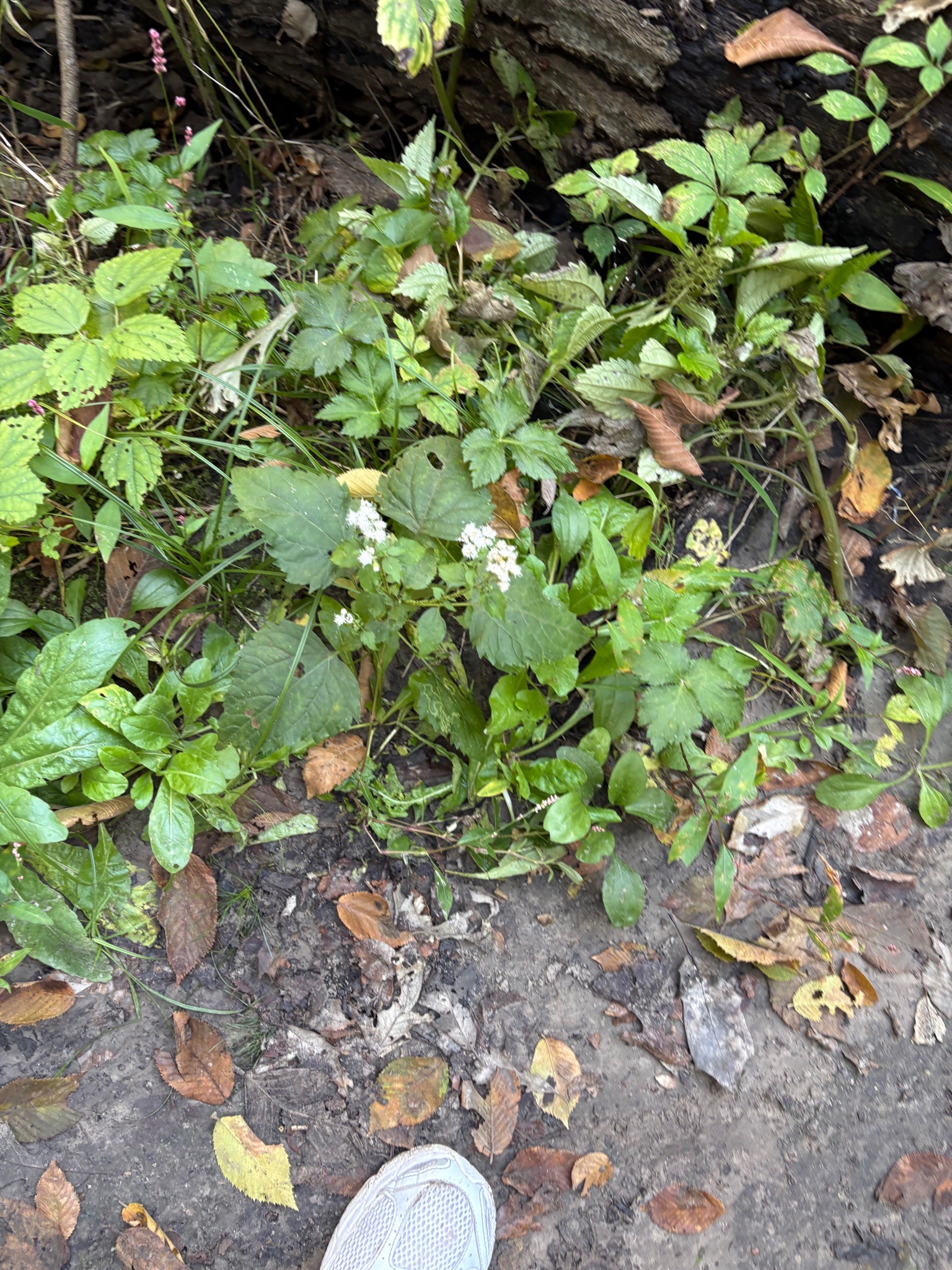 White Snakeroot