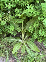 Teasel