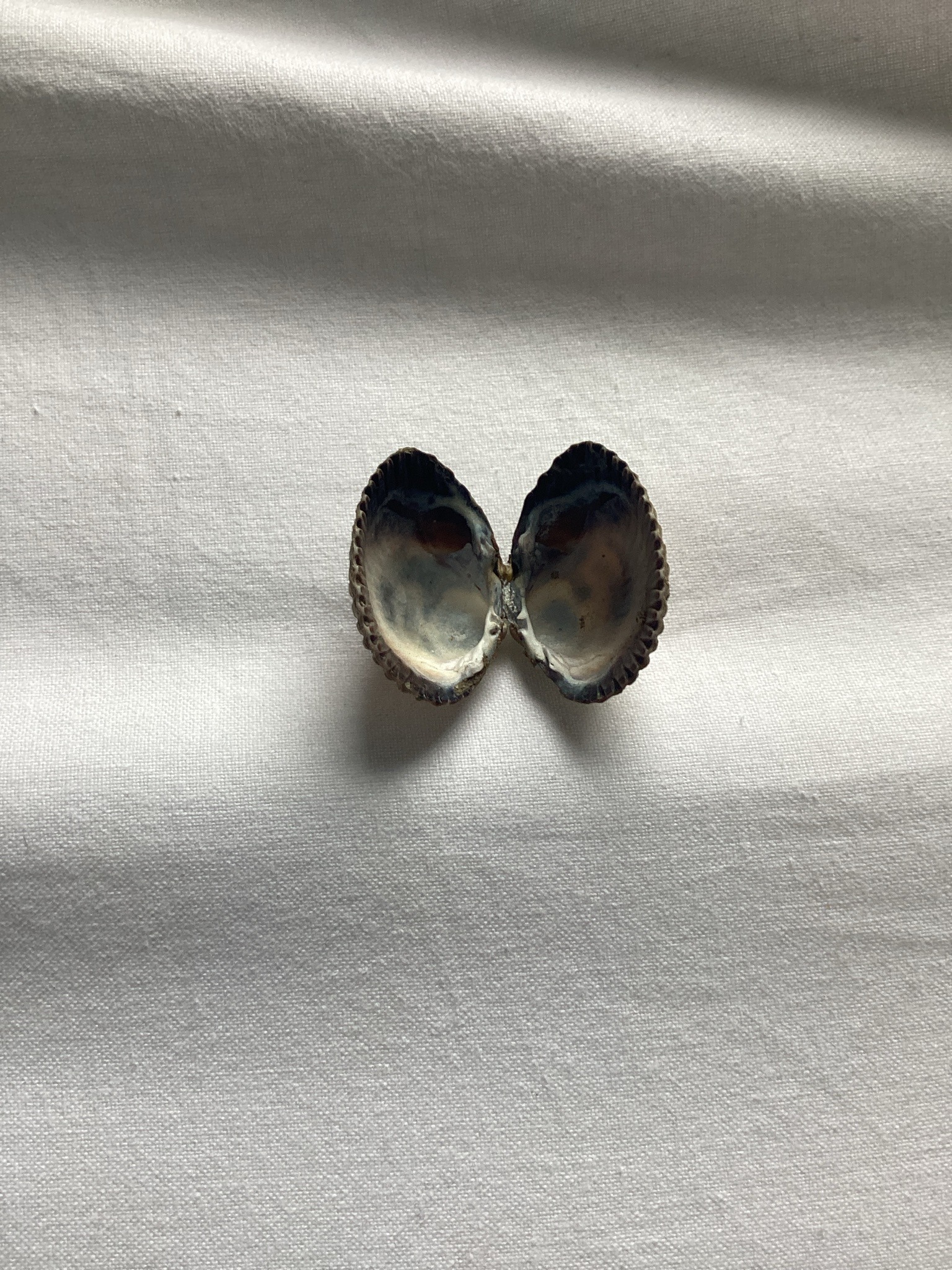 Bivalve Shell (Cockle or Clam)