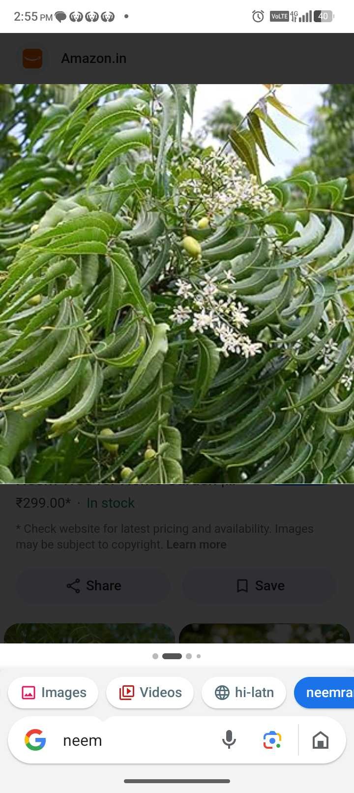 Neem Tree