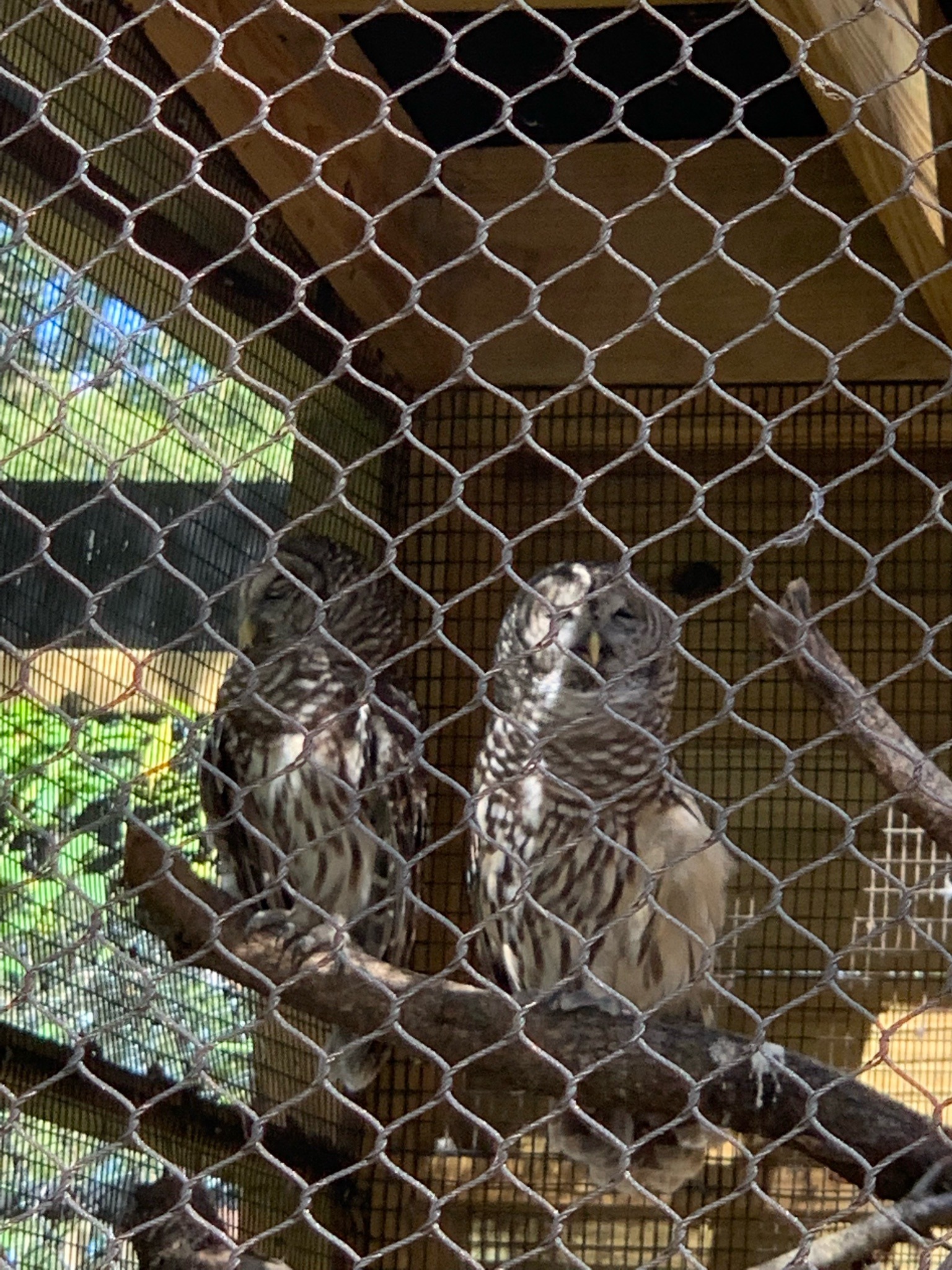 Barred Owl