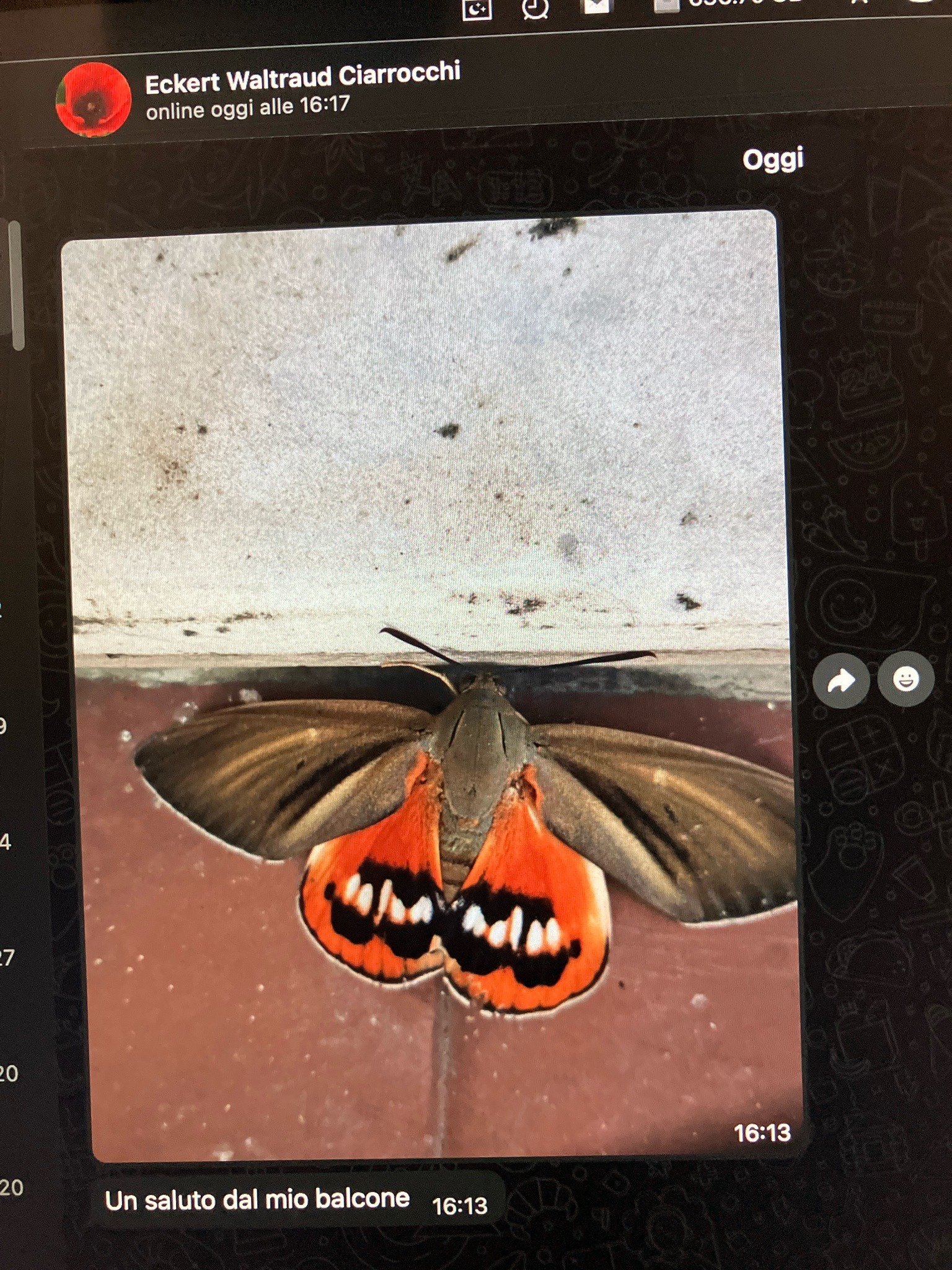 Red Underwing