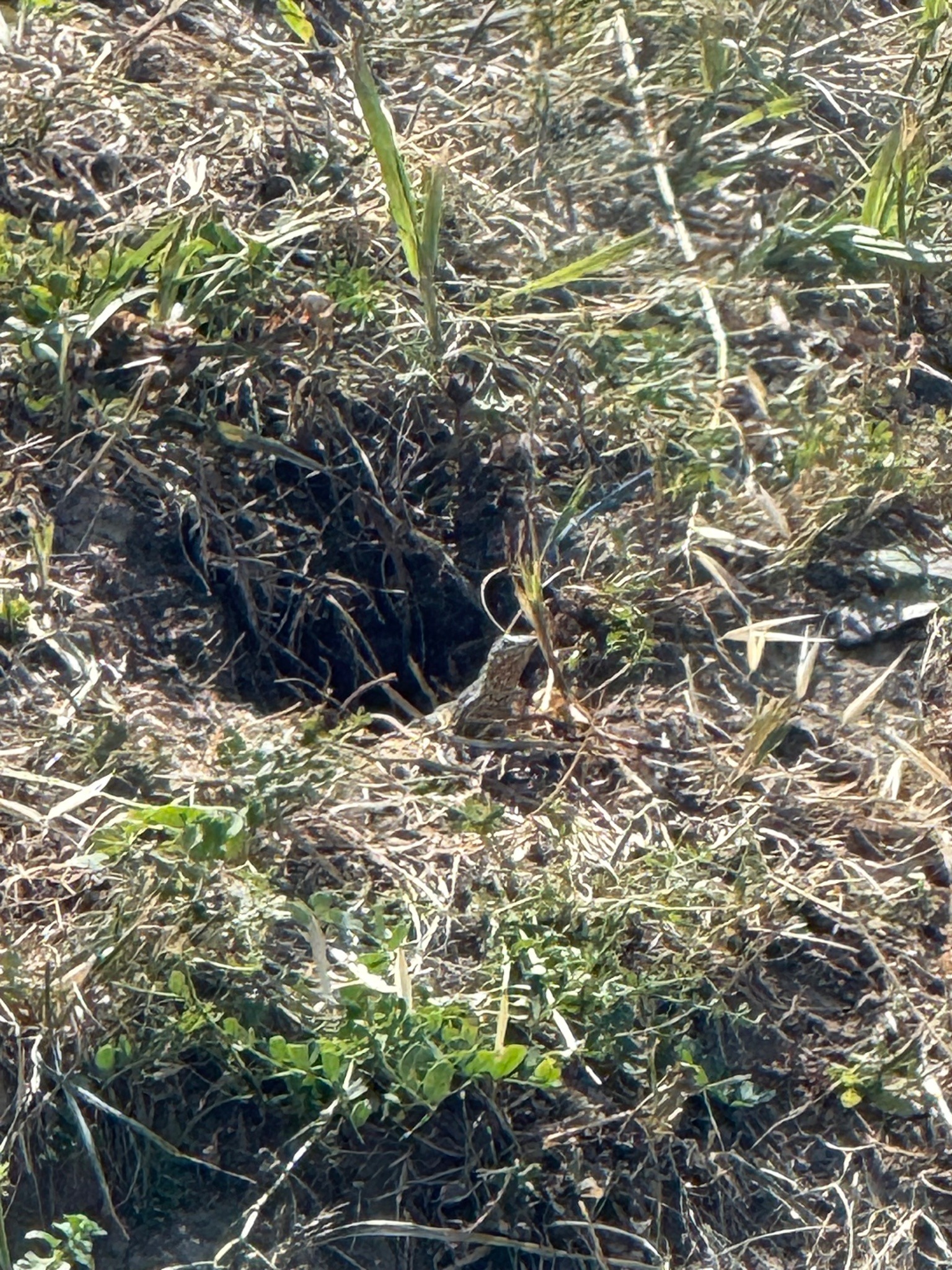 European Toad