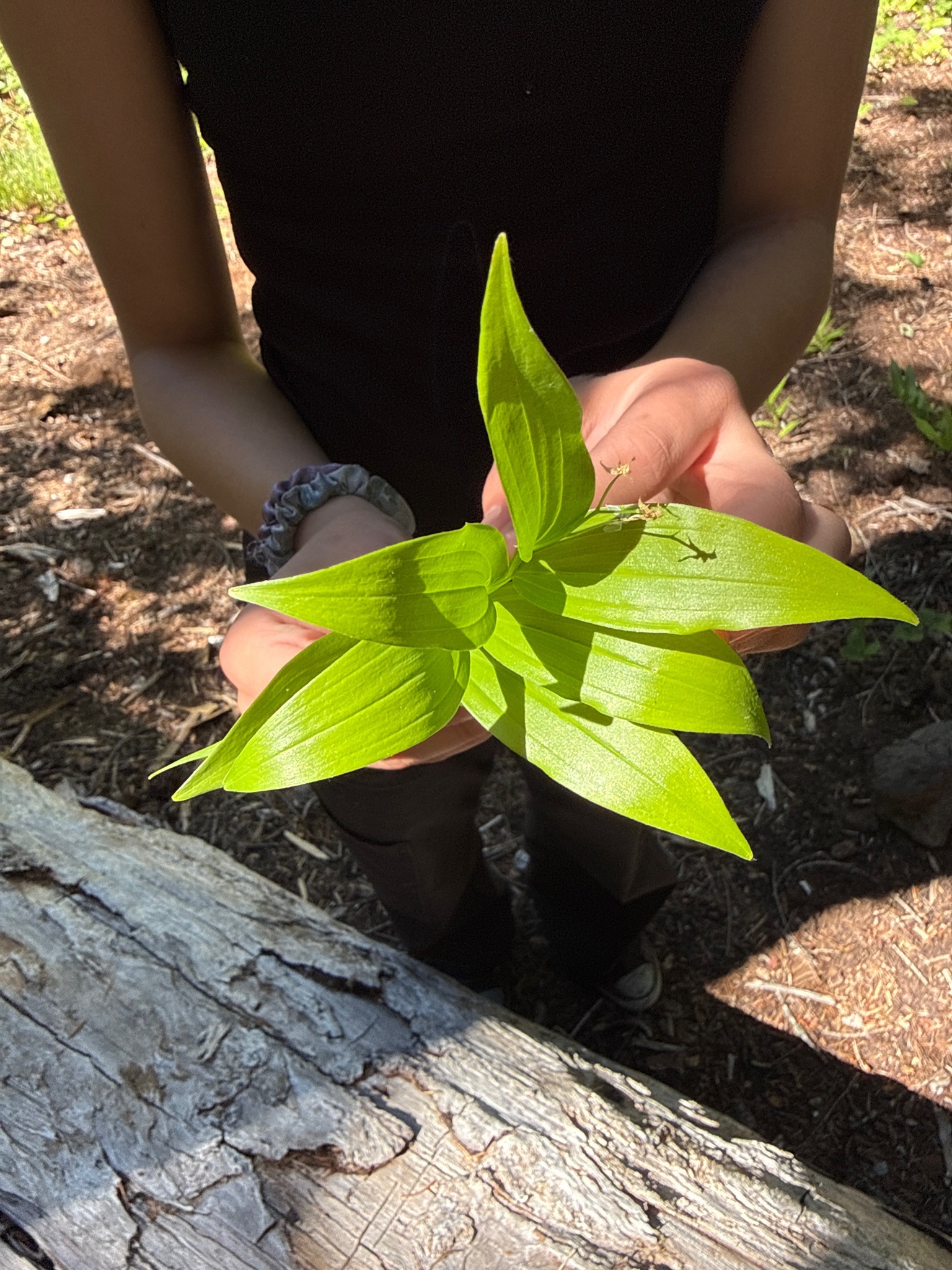 Western Heartleaf Twayblade