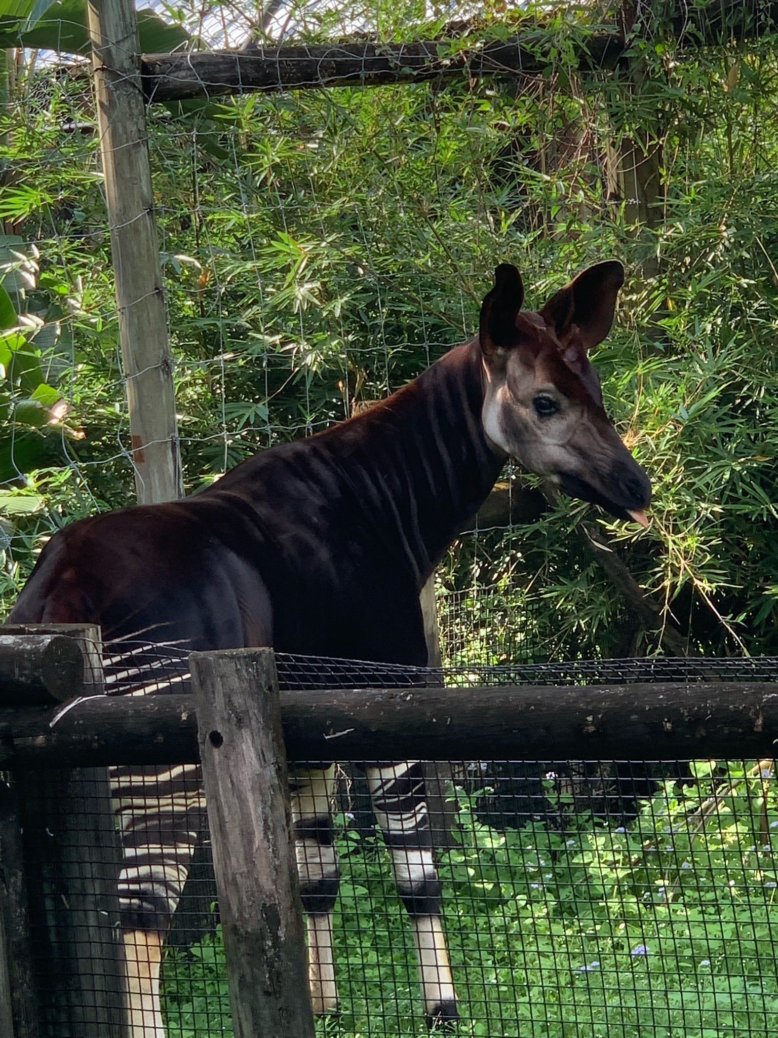 Okapi