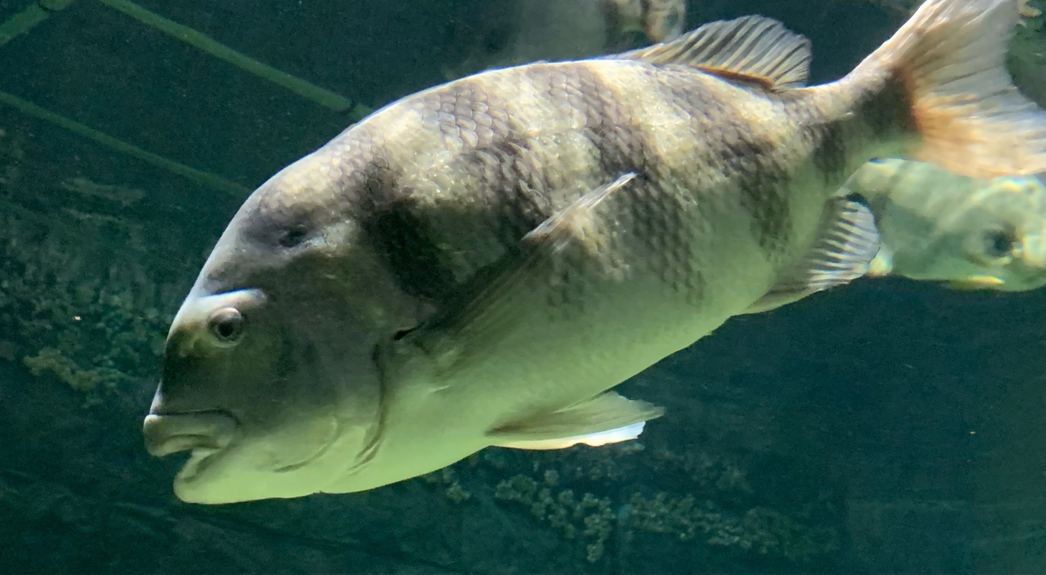 California Sheephead