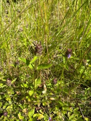 Prunella vulgaris (Self-heal)
