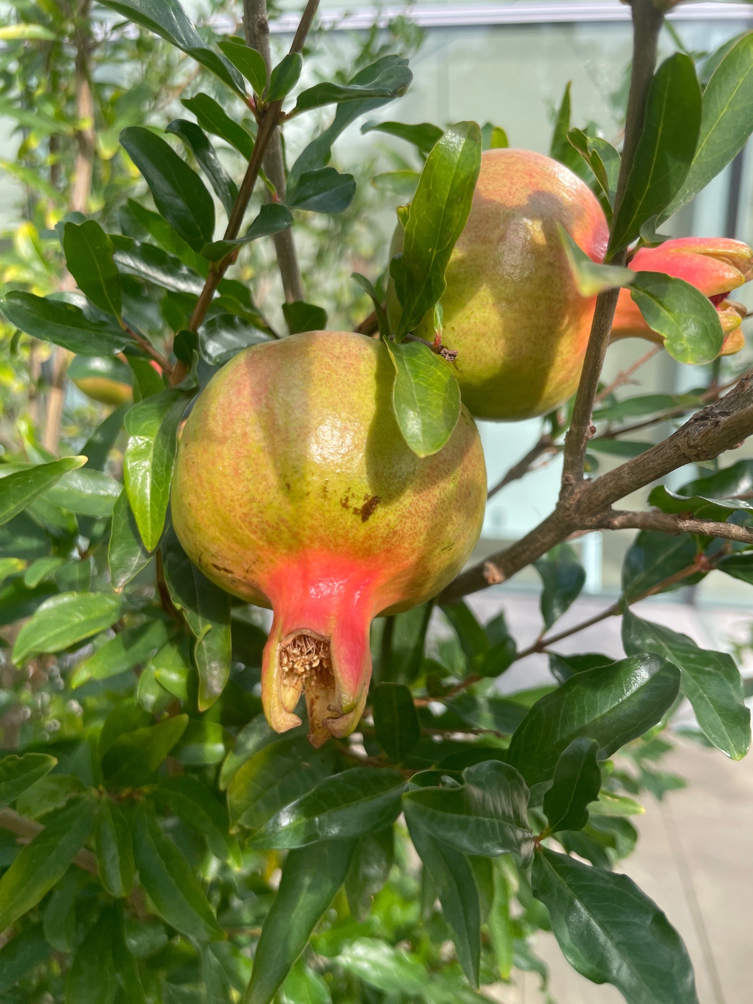 Pomegranate