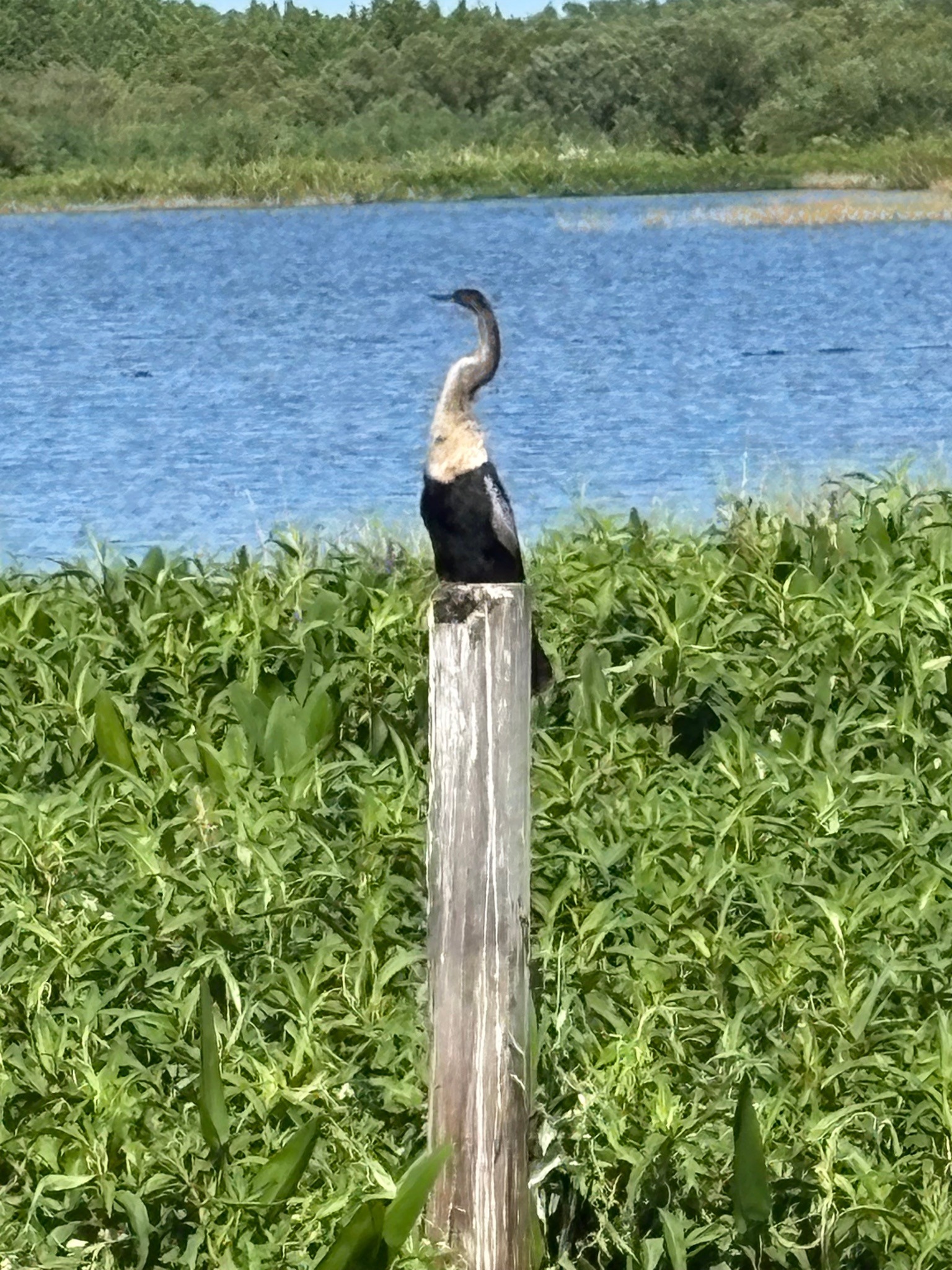 Anhinga