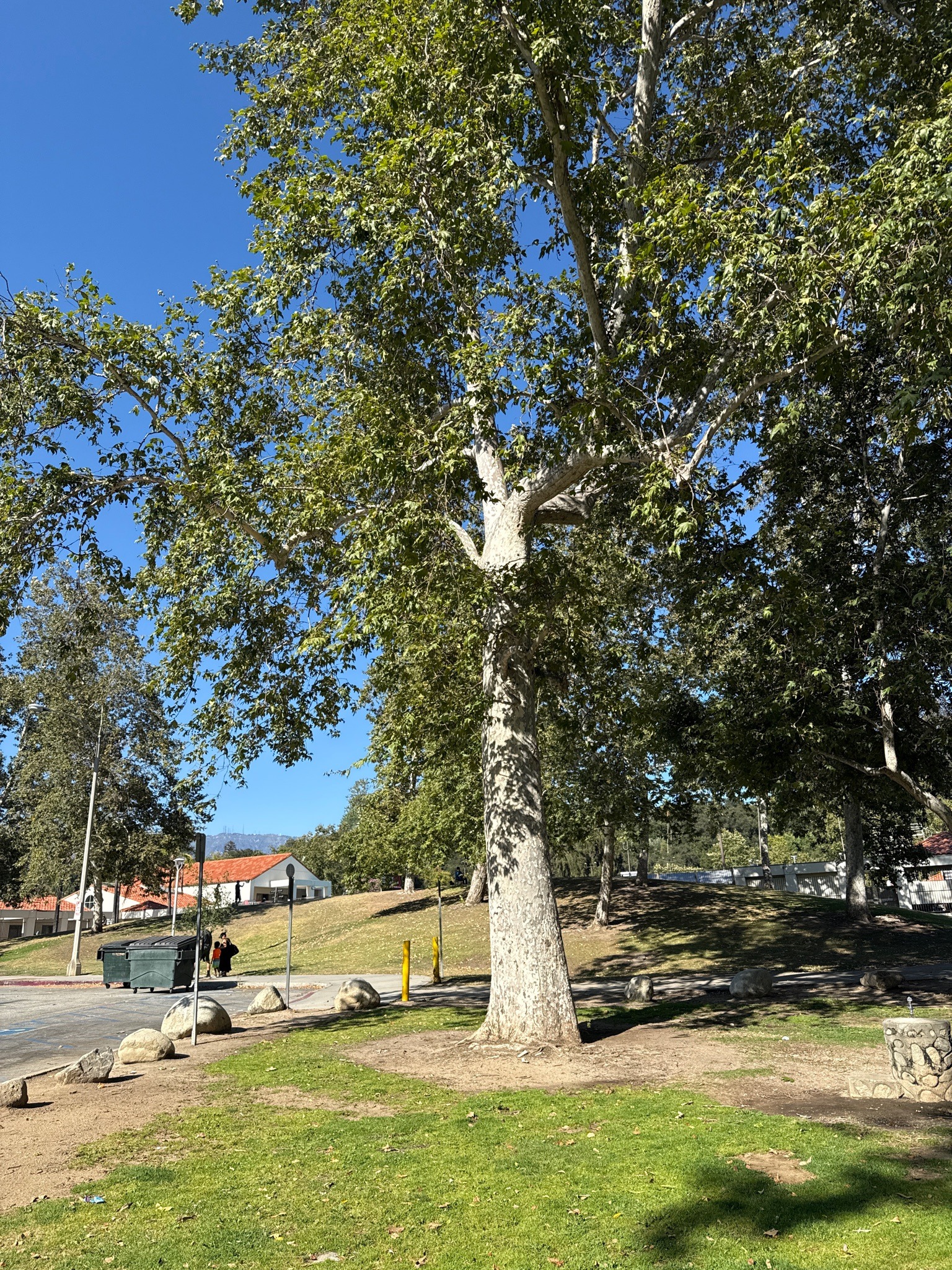 California Sycamore