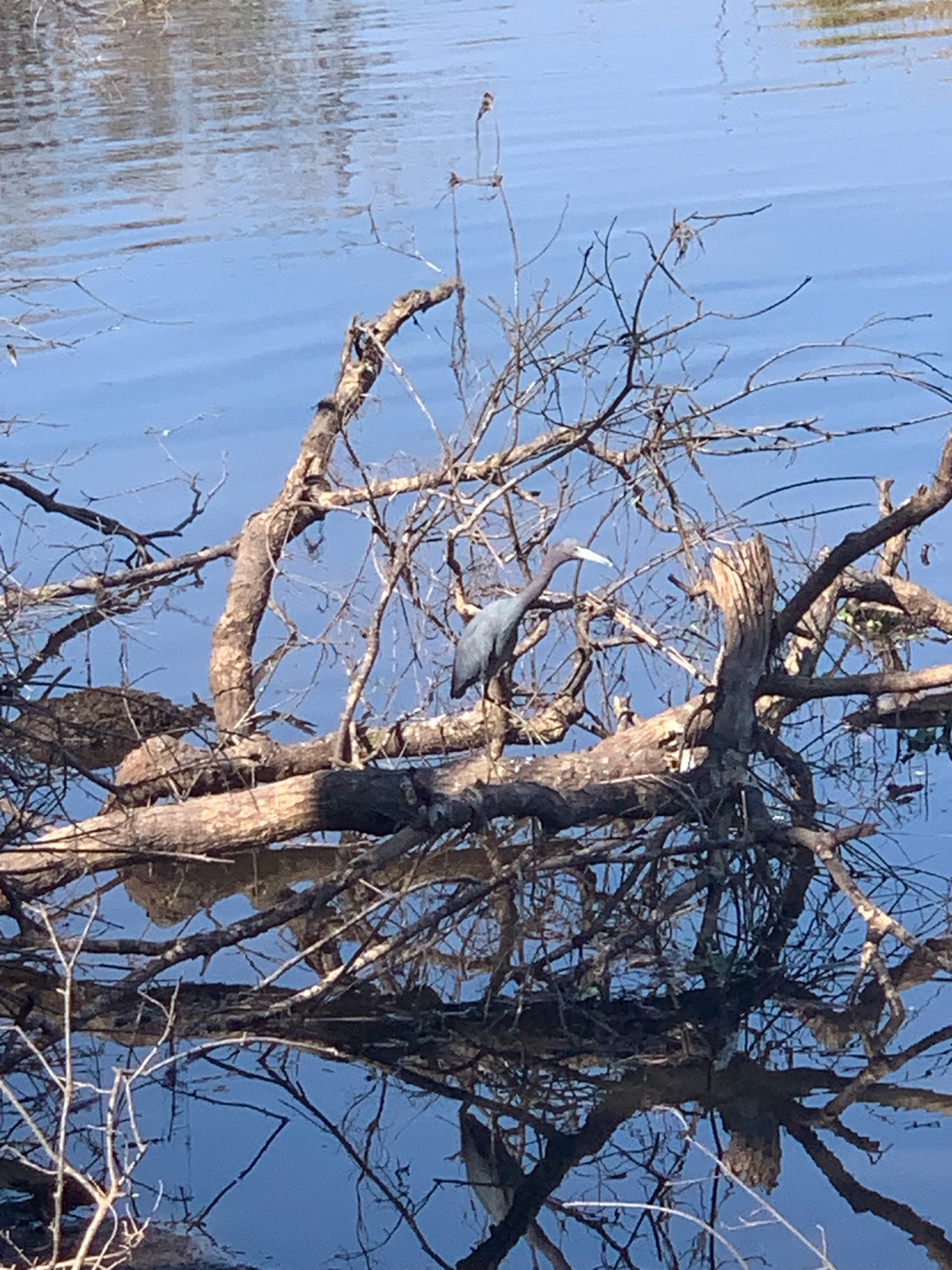Little Blue Heron