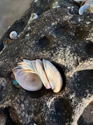 Assorted Shells