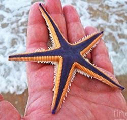 Starfish