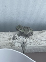 Eastern Gray Tree Frog