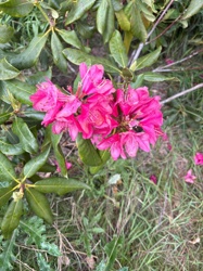 Rhododendron