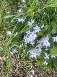 Claytonia virginica