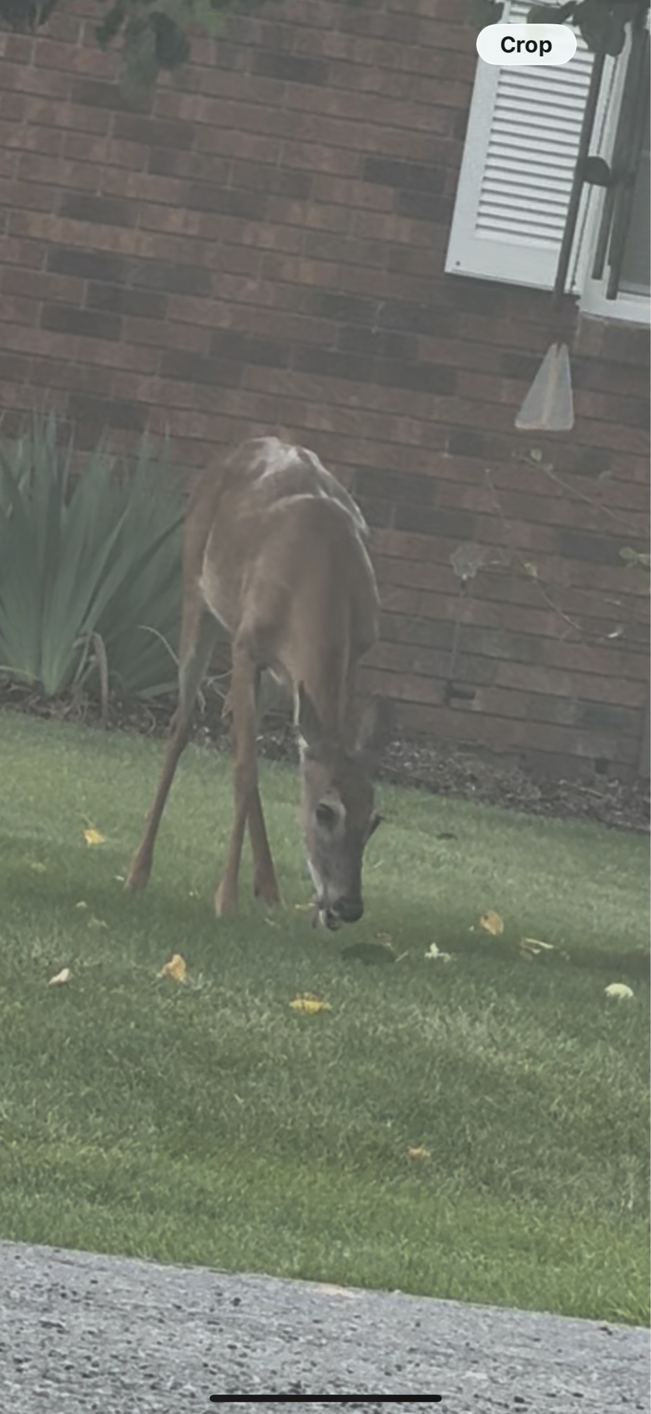 White-tailed Deer