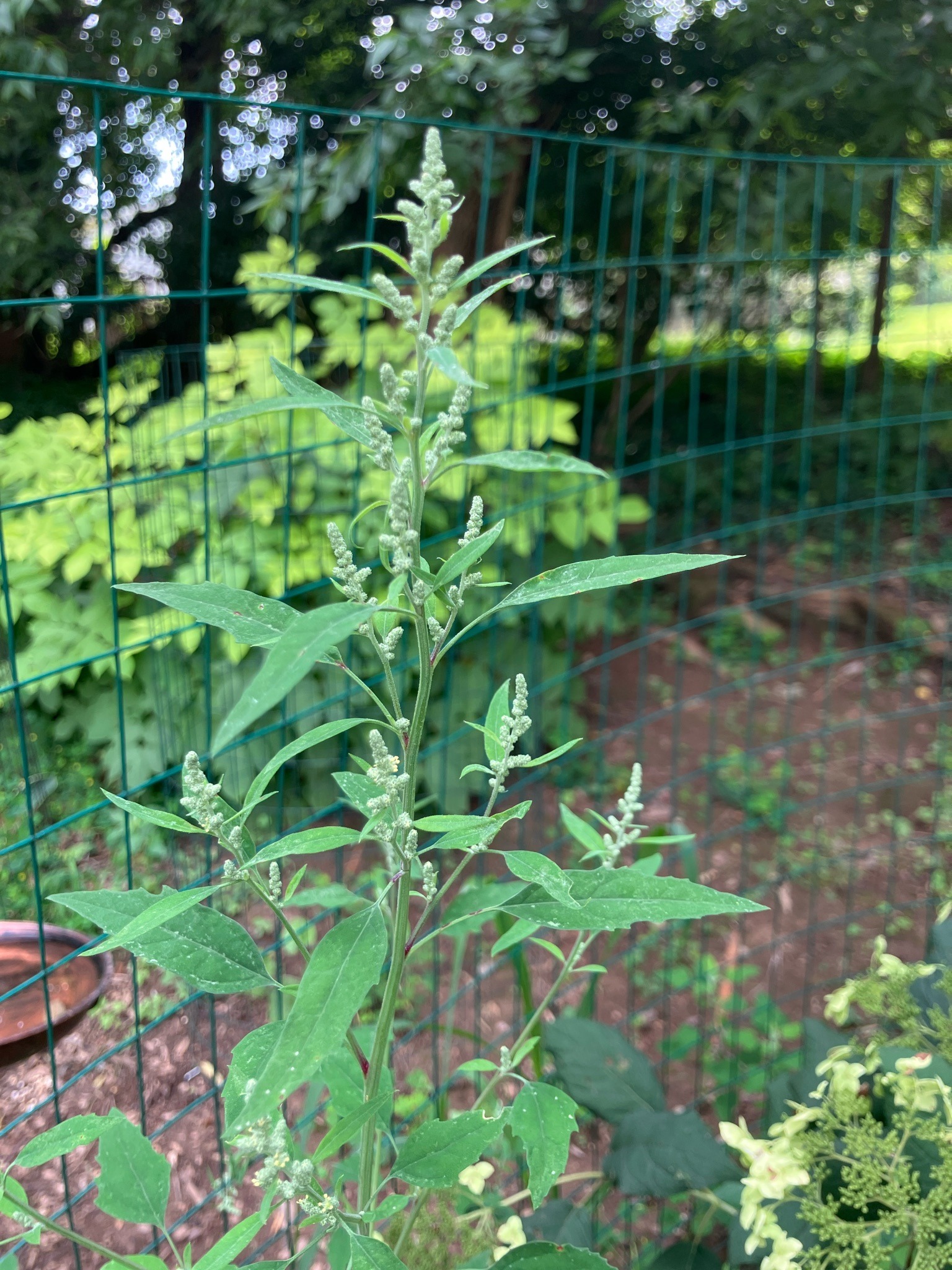 Lamb's quarters