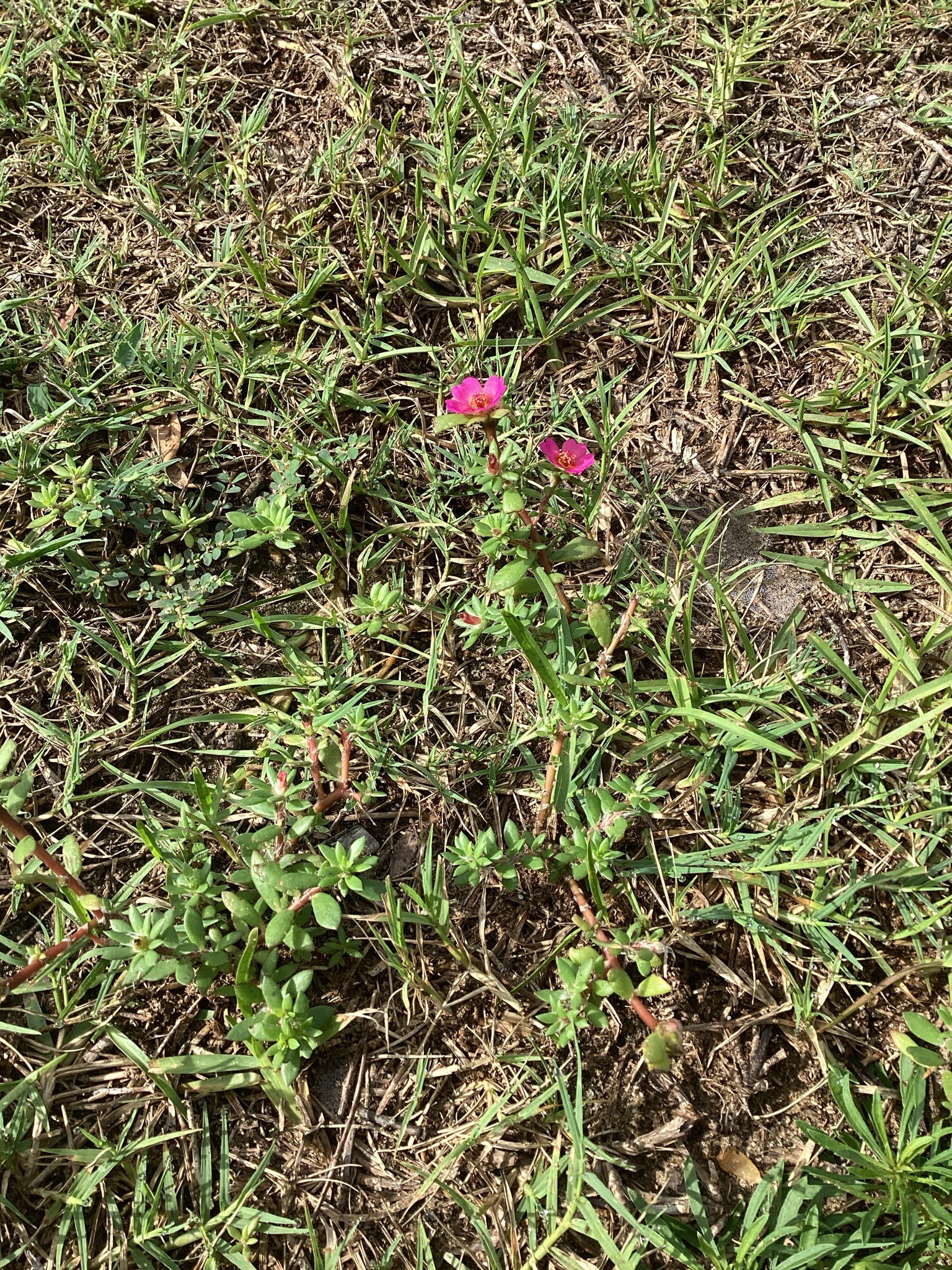 Common Purslane / Moss Rose